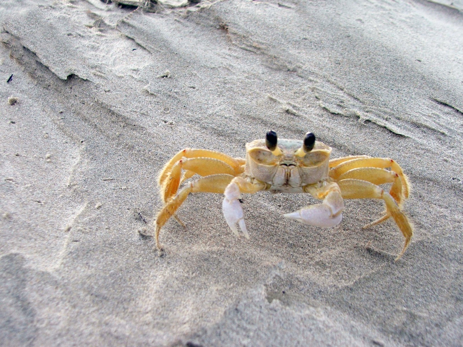 fond-d-ecran-free-image-crabe-plage.jpg