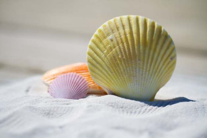 shells-massage-therapy-sand