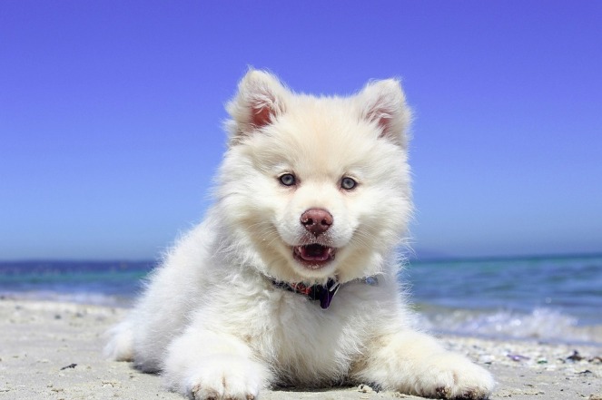chien blanc plage