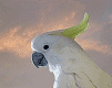 animated-parrot-image-0039