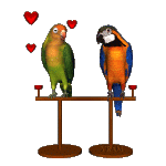 parrots-love-birds-animated-gif-clr