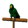 perroquet 1