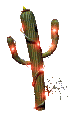 plante_cactus9