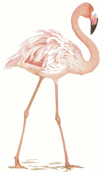 gif-anime-flamant rose-marche-2