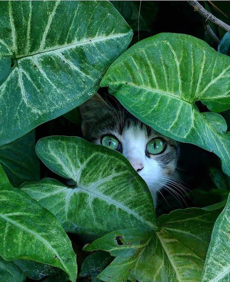 chat-yeux-verts-feuilles