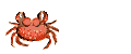 crabes_019