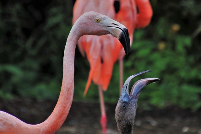 flamingos-4906921_640 (1)